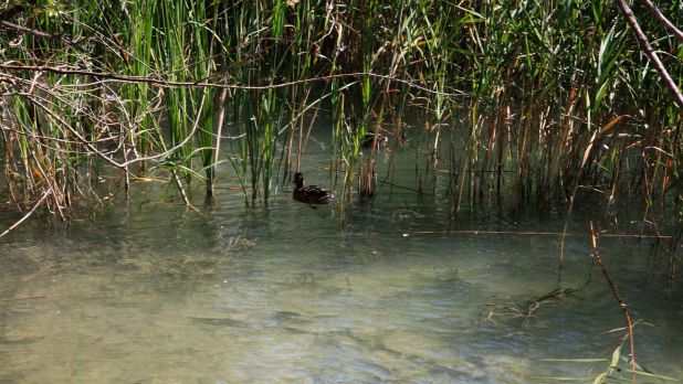 Értékálló közvetlen vízparti ingatlan a Balaton déli partján Értékálló közvetlen vízparti ingatlan a Balaton déli partján
